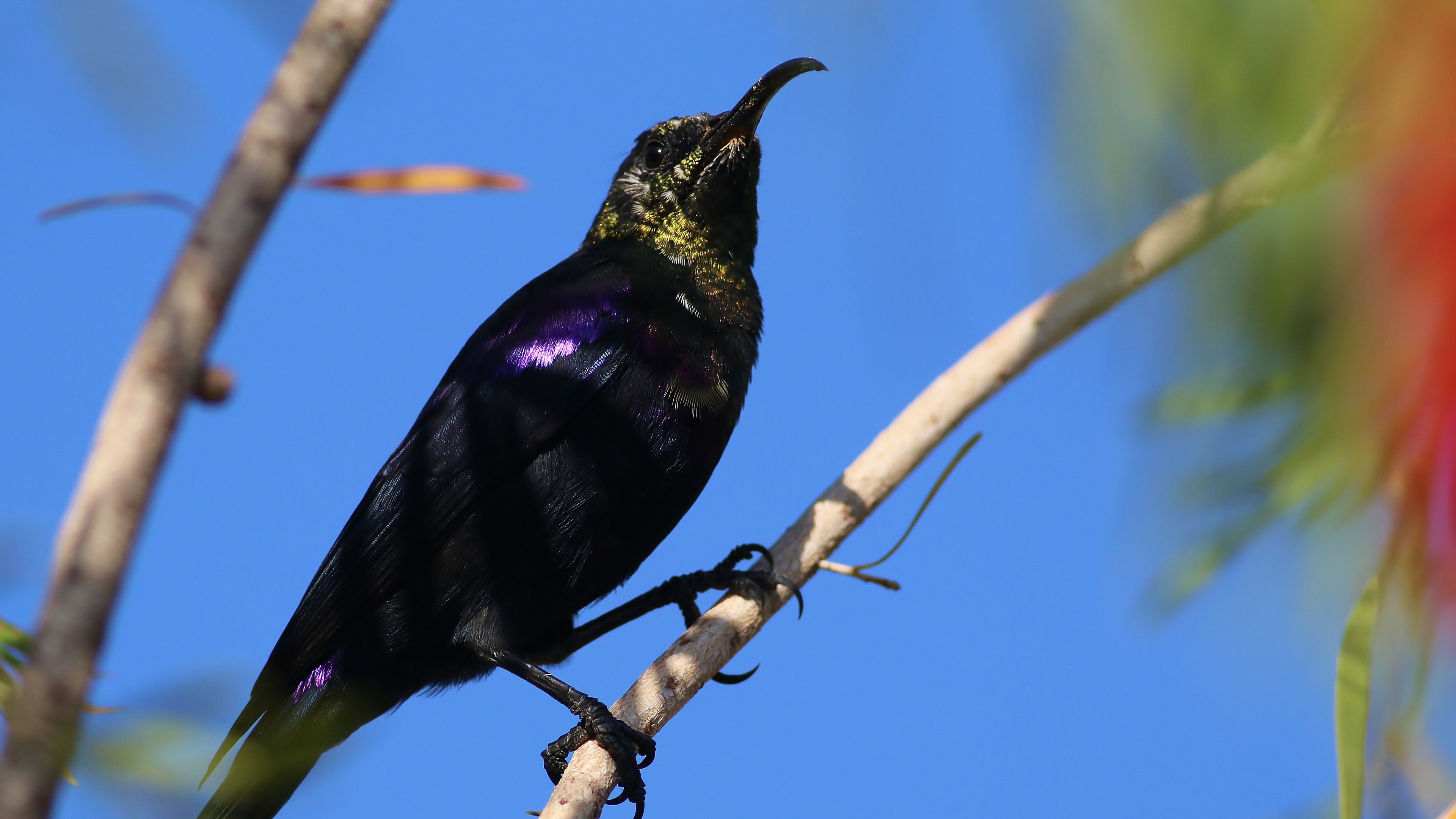Tacazze Sunbird — Ana fotoğraf